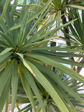 Dracaena bitkisinin üzerinde sarı kenarlı yeşil yaprakların yakın çekimi