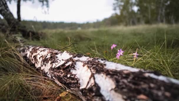 Birkenwald. Der Stamm des Baumes auf der Wiese. Panorama. — Stockvideo