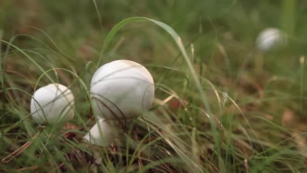 Mushroom on a sunny meadow. Panorama. — Stock Video