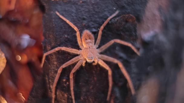 Araignée sur un tronc d'arbre. Déplace les jambes. Lumière du soleil . — Video