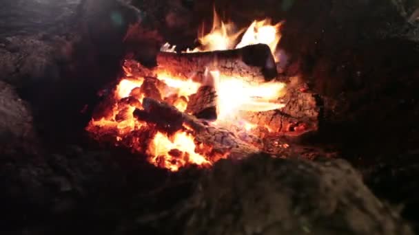 Ognisko. Spalanie drewna opałowego. Noc — Wideo stockowe