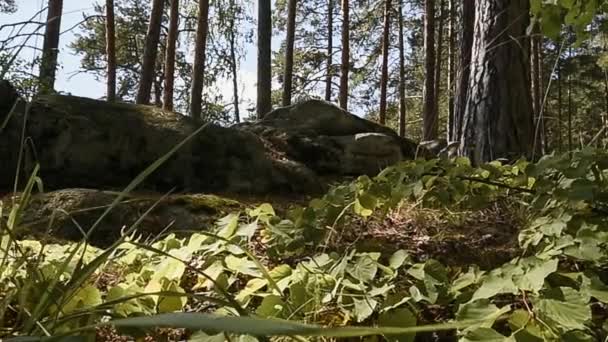 Floresta montesa. Pedras. Relva. Panorama . — Vídeo de Stock