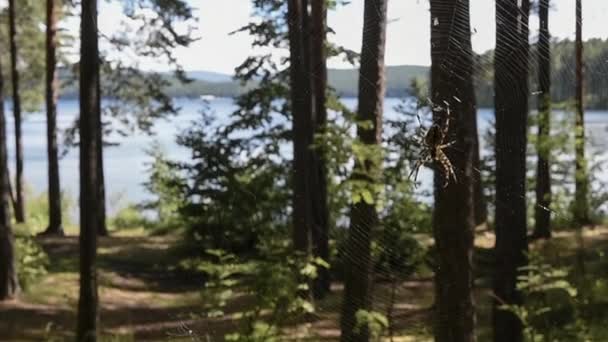 Павук тче веб. Ліс. Гірське озеро. — стокове відео