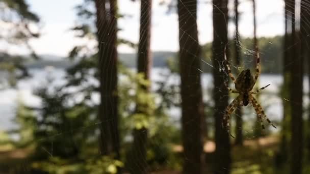 Spindeln väver en webb. Skog. Fjällsjö. — Stockvideo