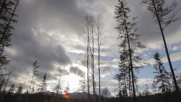 Moln flyta över himlen. Winter forest. — Stockvideo