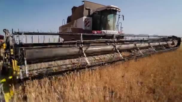 Combine harvester. Wheat harvest. — Stock Video