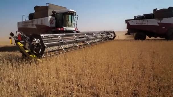 コンバインハーベ スター。小麦の収穫. — ストック動画