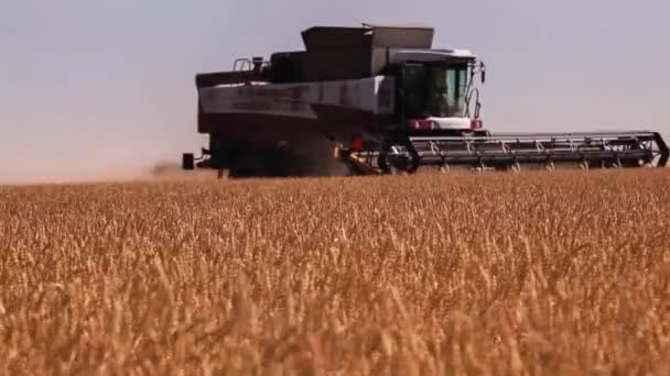 Combine colheitadeira. Colheita de trigo . — Vídeo de Stock