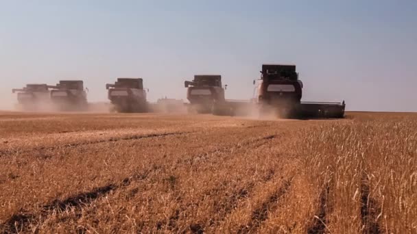 Combine colheitadeira. Colheita de trigo . — Vídeo de Stock