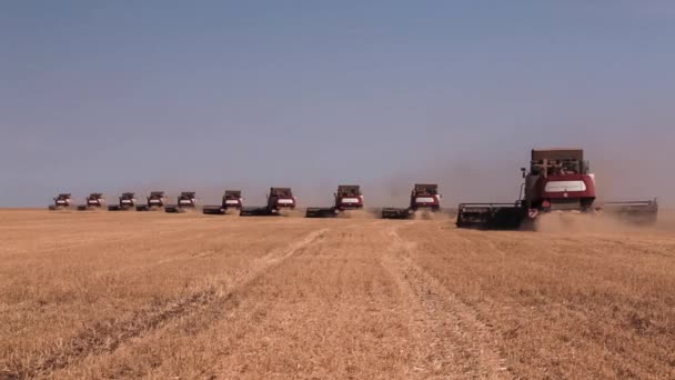 Many harvesters. Wheat harvest. — Stock Video