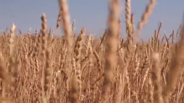 Orelhas maduras de trigo. Campo Dourado. Vindima . — Vídeo de Stock