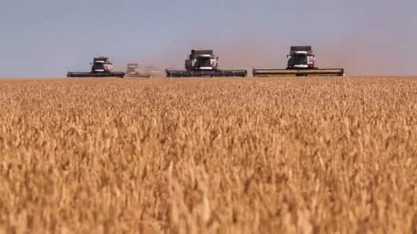 Many harvesters. Wheat harvest. — Stock Video