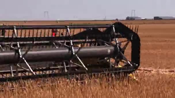 Combine harvester. Wheat harvest. — Stock Video