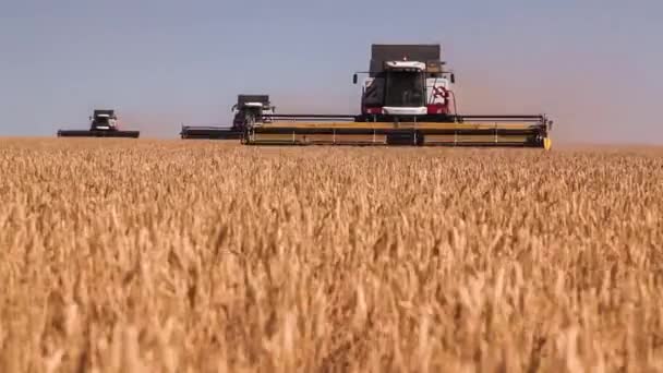 Kombajn. Sklizeň pšenice. — Stock video