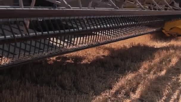 Combine harvester. Wheat harvest. — Stock Video