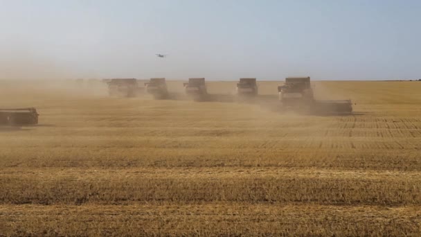 Many harvesters. Wheat harvest. — Stock Video