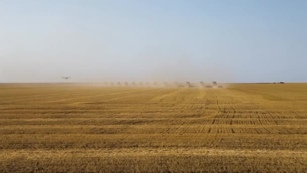 Vele rooiers. Tarwe oogst. Het vliegtuig vliegt over een veld. — Stockvideo