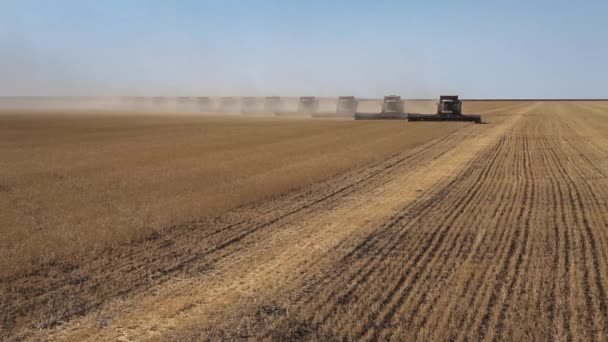 Muitas colheitadeiras. Colheita de trigo . — Vídeo de Stock