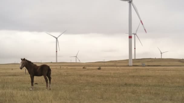 Windkraftanlage auf einem Feld vor einem wolkenverhangenen grauen Himmel am Horizont mit schönen Hügeln und grasenden Pferden. Alternative Energiequellen. Windiger Park. Ökologische Energie.Industrie — Stockvideo