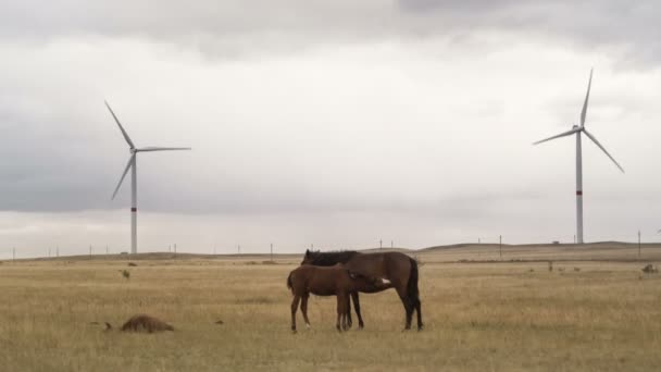 Wind turbine in a field against a background of cloudy grey sky on the horizon with a beautiful hills and grazing horses. Alternative energy sources. Windy park. Ecological energy.Industrial — Stock Video