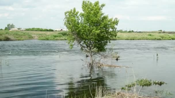 Översvämning på sommaren. Vatten rinner. Landsbygdslandskap i naturen på solig dag. — Stockvideo