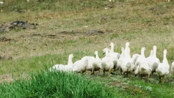 Домашние белые утки с оранжевыми клювами гуляют по зеленой траве на ферме после дождя. — стоковое видео