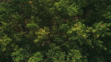 Orman nehrinde tatil. Yeşil ahşap kıyı. Ağaç tepeleri