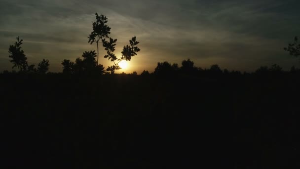 Un'ora di tramonto nella foresta di querce e il sole nel cielo. Il palcoscenico oscuro del crepuscolo la sera. — Video Stock