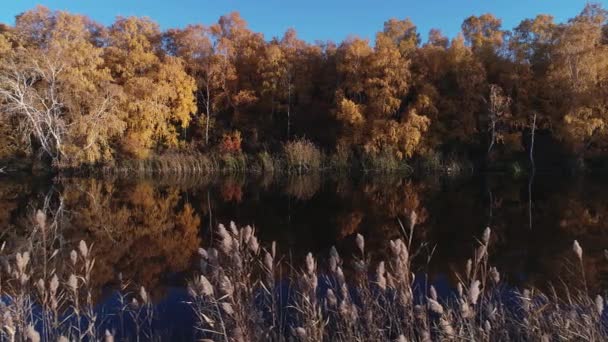 화창 한 가을 날씨에 숲의 강 위를 떠다니고 있습니다. 문명 과는 거리가 먼 독특 한 천연 장소. 숲 속의 강에서의 휴가. — 비디오