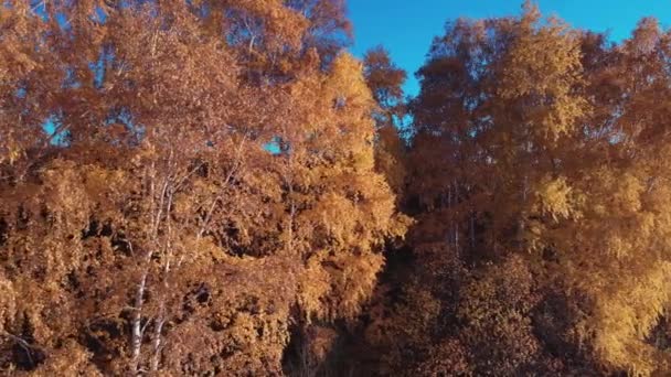 Rafting sur la rivière de la forêt lors de belles journées ensoleillées d'automne. Lieux naturels uniques loin de la civilisation. Vacances sur la rivière de la forêt. — Video