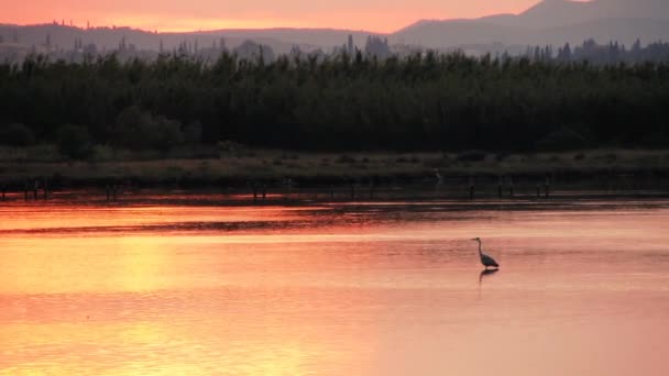 Garça ao pôr do sol em pé na água — Vídeo de Stock