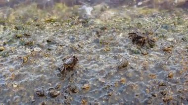 İki Yengeç kayalık zeminde yeme