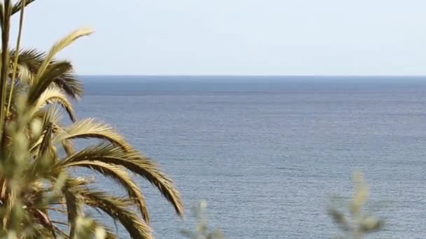 Листя пальми блакитне море чисте небо — стокове відео