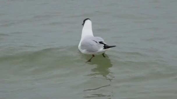 Grey gull swimming in ocean — Stock Video