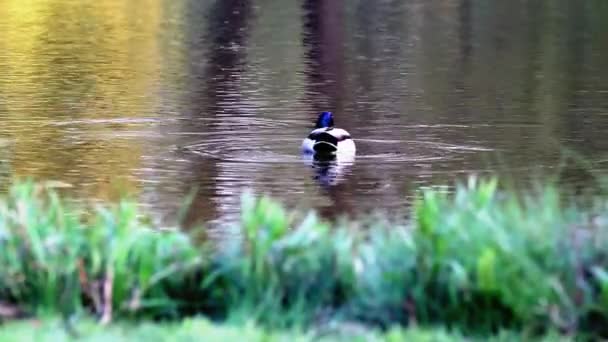 Schöne Ente schwimmt auf Teichsee — Stockvideo