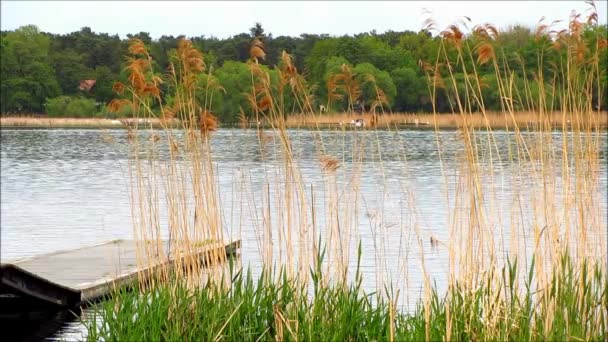 Embarcadero de madera en el lago con hierba y caña — Vídeos de Stock