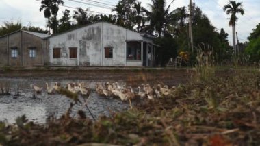 Çamurlu bir alanın üzerine birkaç parlak kaz lider tanımlanamayan genç çocuk.