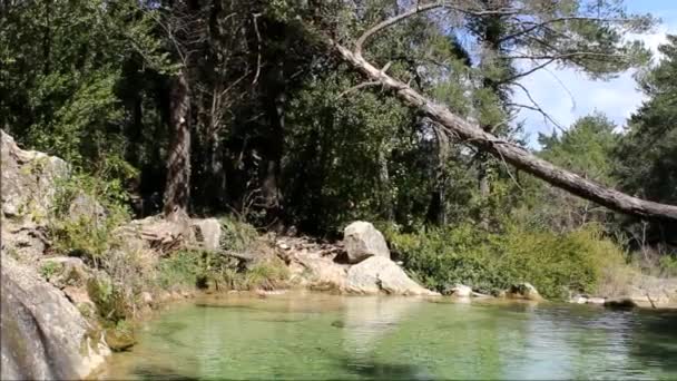 Pan Zoom Shot of Small Pond in Forest between trees — стоковое видео