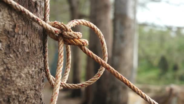 Забор с веревкой. Веревка вокруг дерева. Деревья акселя эрландсона. Веревка во вруг дерева. Сосна калабрийская.