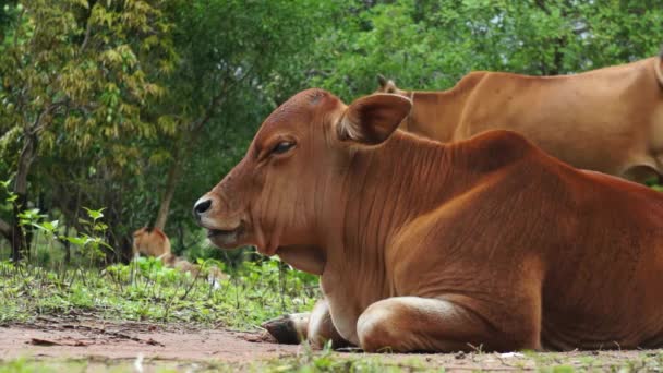 Коричневый молодой теленок лежит на зеленом лугу жуя траву . — стоковое видео