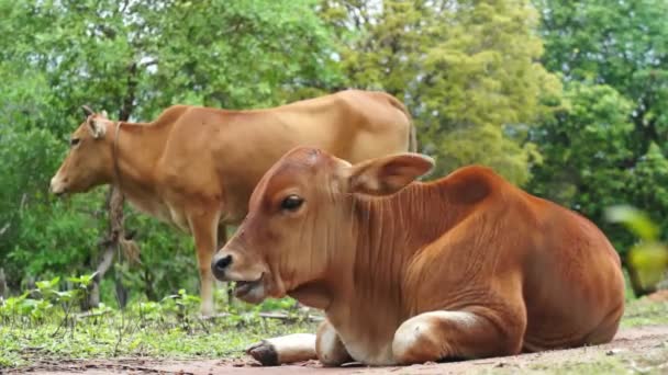 Молодий Браун корова жування трава крупним планом — стокове відео