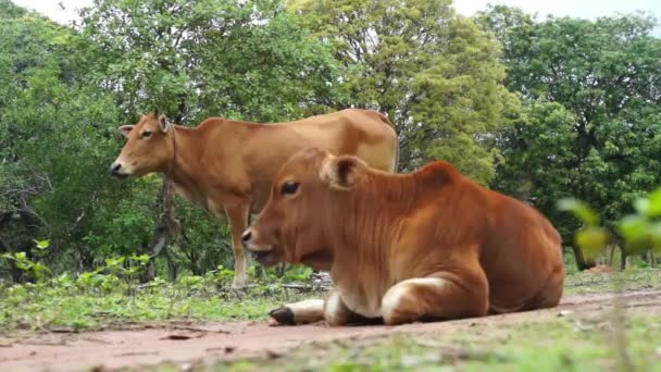 Young brown calf eating — Stock Video