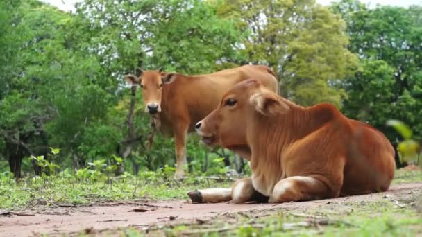 Junges braunes Kalb und Mutter kauen Gras — Stockvideo