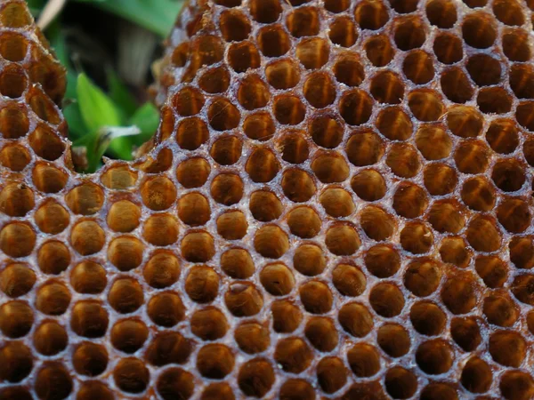 Honeycomb Closeup Green Leaf — Stock Photo, Image