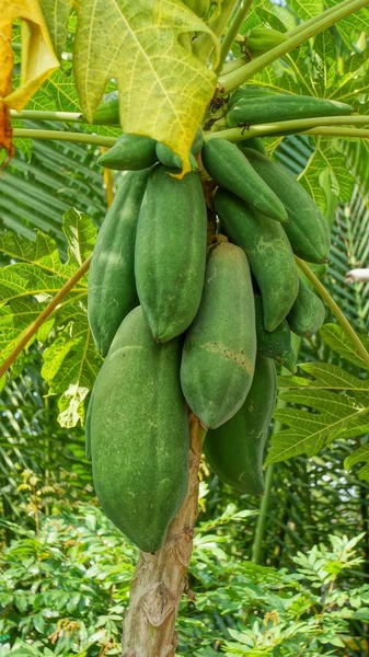 Papaya ormanda