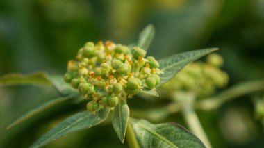 Mısır Mısır çiçek ile etrafında yapraklar erken çiçeği