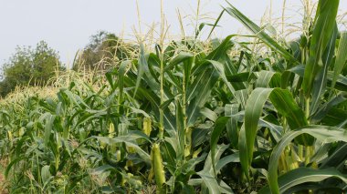 Alan bir çok bitki ve parlak gökyüzüne Mısır