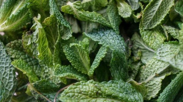 Foglie di menta verde fresco naturale primo piano colpo — Foto Stock