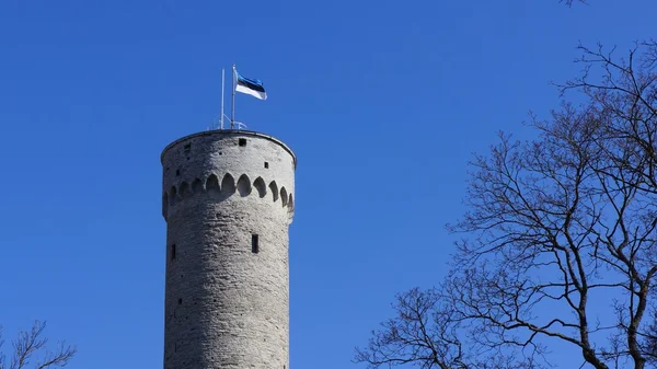 Ancienne tour historique massive à Tallinn (Estonie) avec un mât de drapeau et le drapeau de l'Estonie. Ciel bleu sans nuages et arbres entourant la scène . — Photo