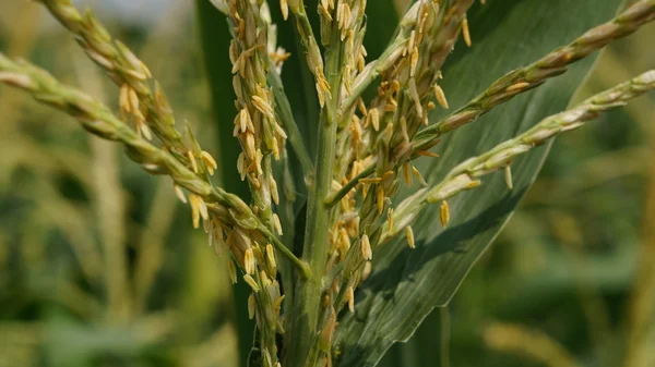 Detaylı Closeup çekim Mısır çiçeği